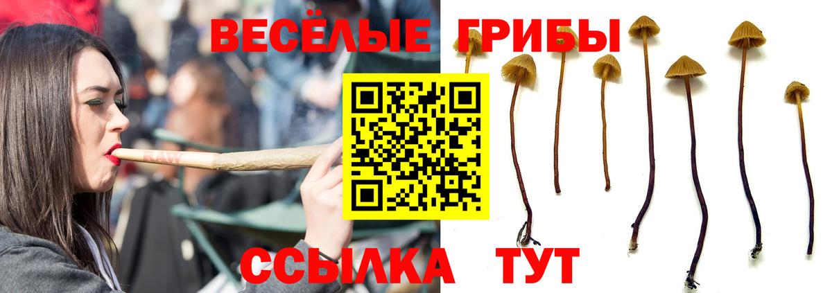 цены наркотик  Вход с VPN  Киселёвск  Псилоцибиновые грибы Cubensis 